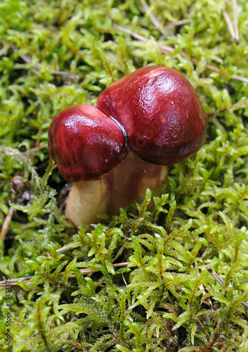 Red mushroom in a moss