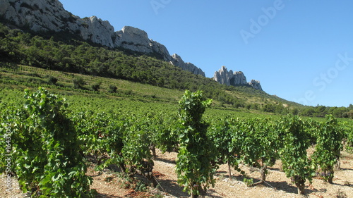 Dentelles de Montmirail