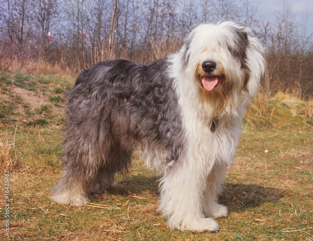 bobtail debout de profil dans décor champêtre bobtail debout de profil dans décor champêtre