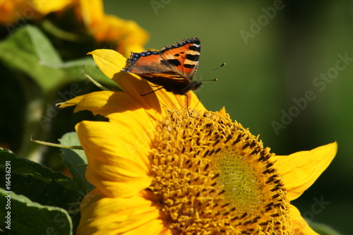 butterfly in garden photo