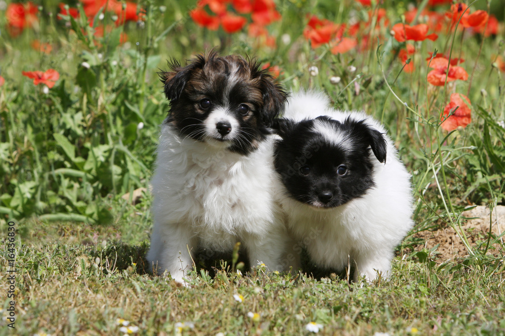 chiots épagneul nain continental dans un champ de coquelicots chiots épagneul nain continental dans un champ de coquelicots