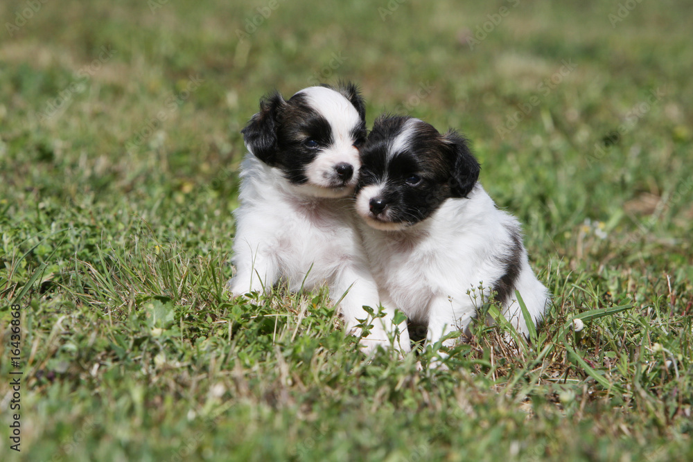 deux chiots épagneul nain continental collés l'un à l'autre deux chiots épagneul nain continental collés l'un à l'autre