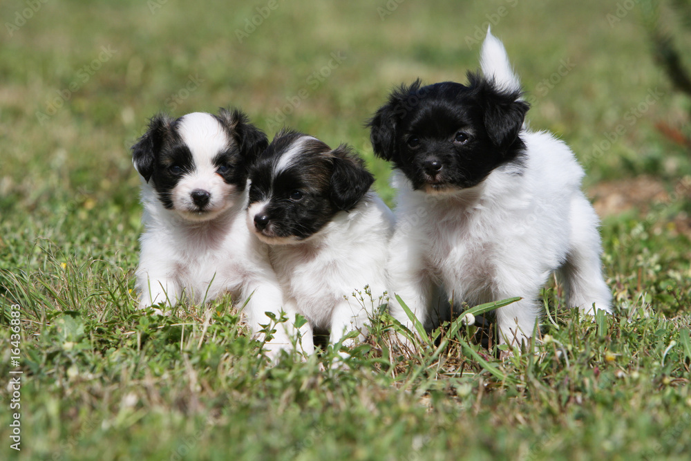 trois chiots épagneul nain continental découvrant la nature trois chiots épagneul nain continental découvrant la nature