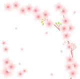 Floral Ornament - Sakura