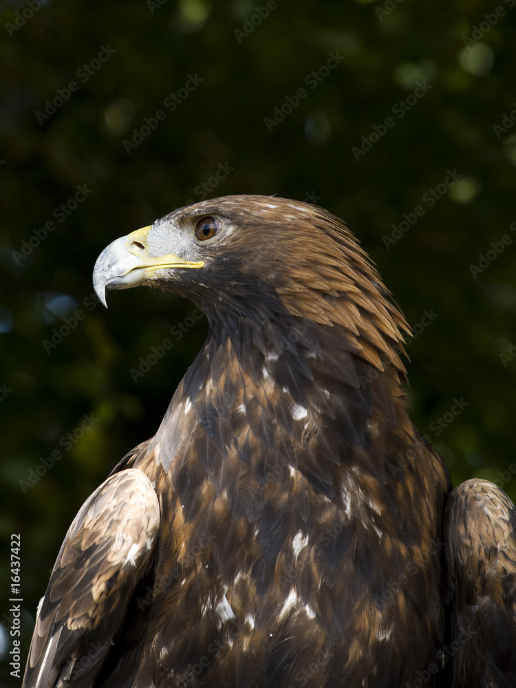 american golden eagle
