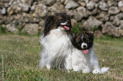 mère épagneul phalène et son chiot bicolore côte à côte