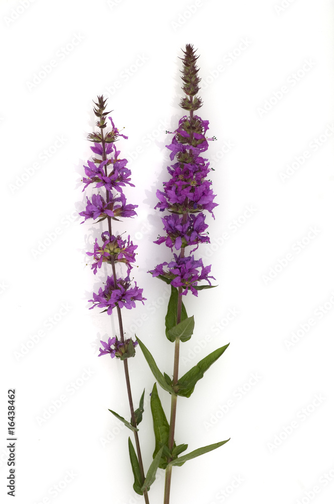 Obraz premium Blutweiderich, Lythrum salicaria