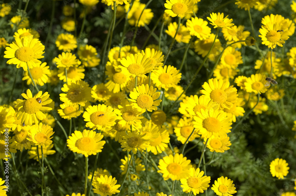Faerberkamille, Anthemis, tinctoria Faerberkamille, Anthemis, tinctoria