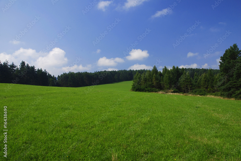 Fototapeta premium Forest and meadow