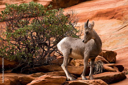 Young Big Horn Sheep On Red Rock Zion National Park