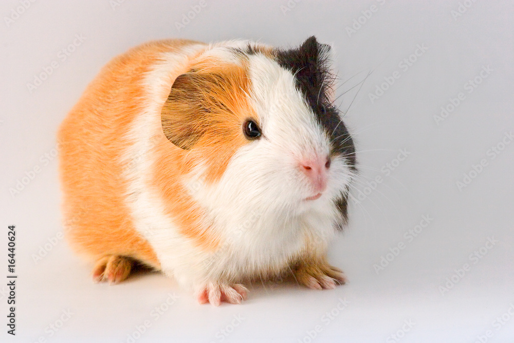 junges Meerschweinchen junges Meerschweinchen