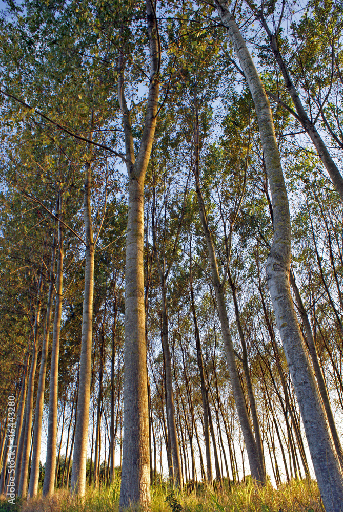 Fototapeta premium Lines of Poplar trees