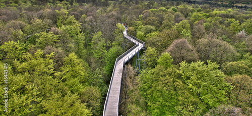 waldweg treewalk photo