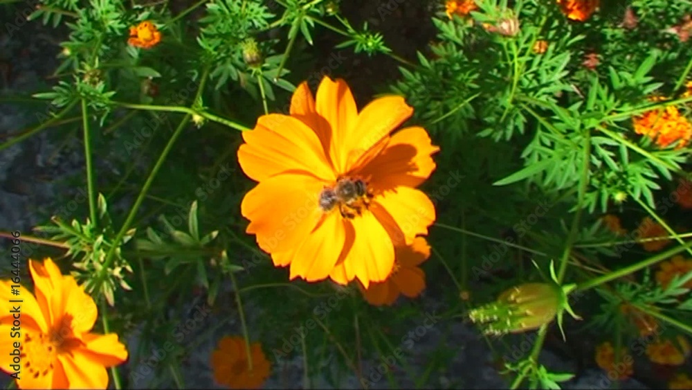 Abeille Abeille