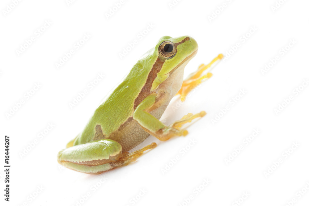 Obraz premium Tree frog on white background