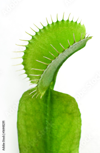 Venus flytrap (Dionaea muscipula) close up