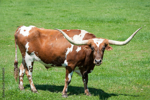 Canvastavla A longhorn bull