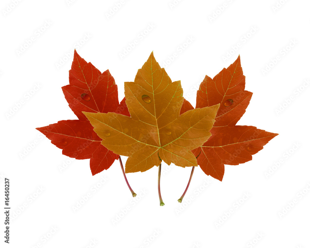 three colors three colors