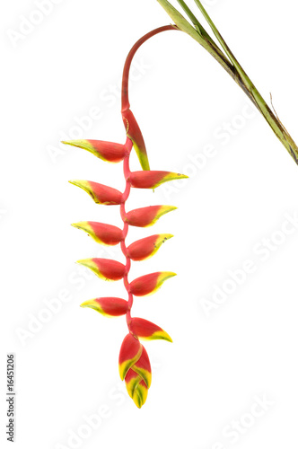 Isolated tropical heliconia