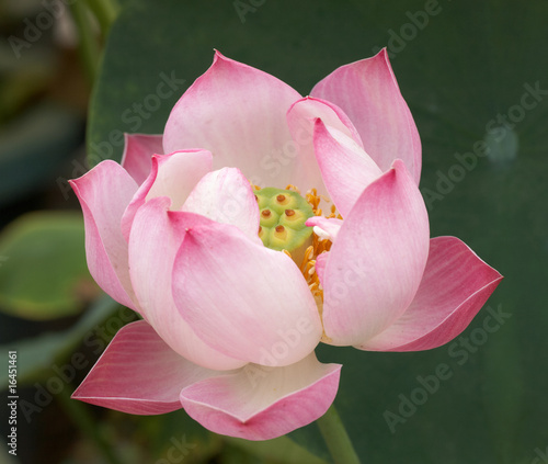 lotus photo