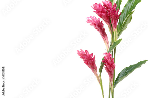Fototapeta Naklejka Na Ścianę i Meble -  Beautiful exotic red flower border