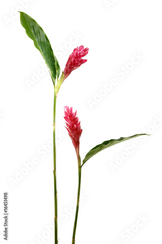 Long stem tropical red with leaf flower