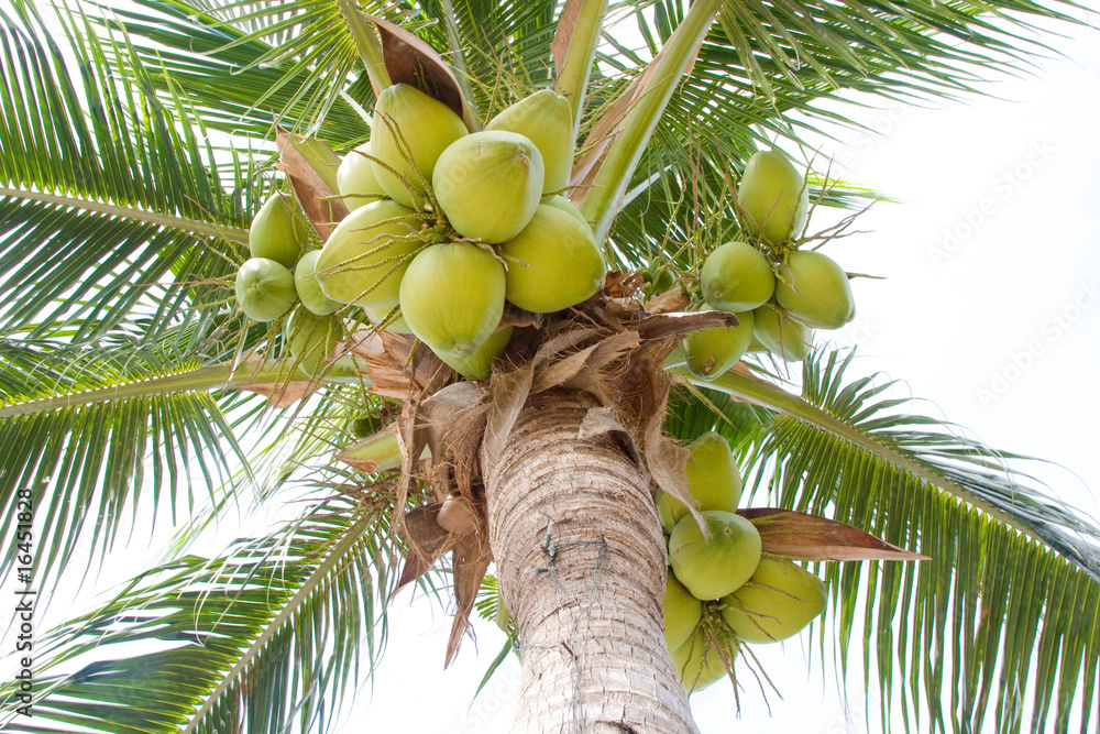 Fototapeta premium Coconut tree