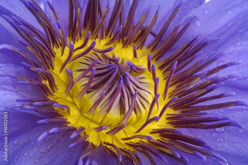 Center of purple water lily