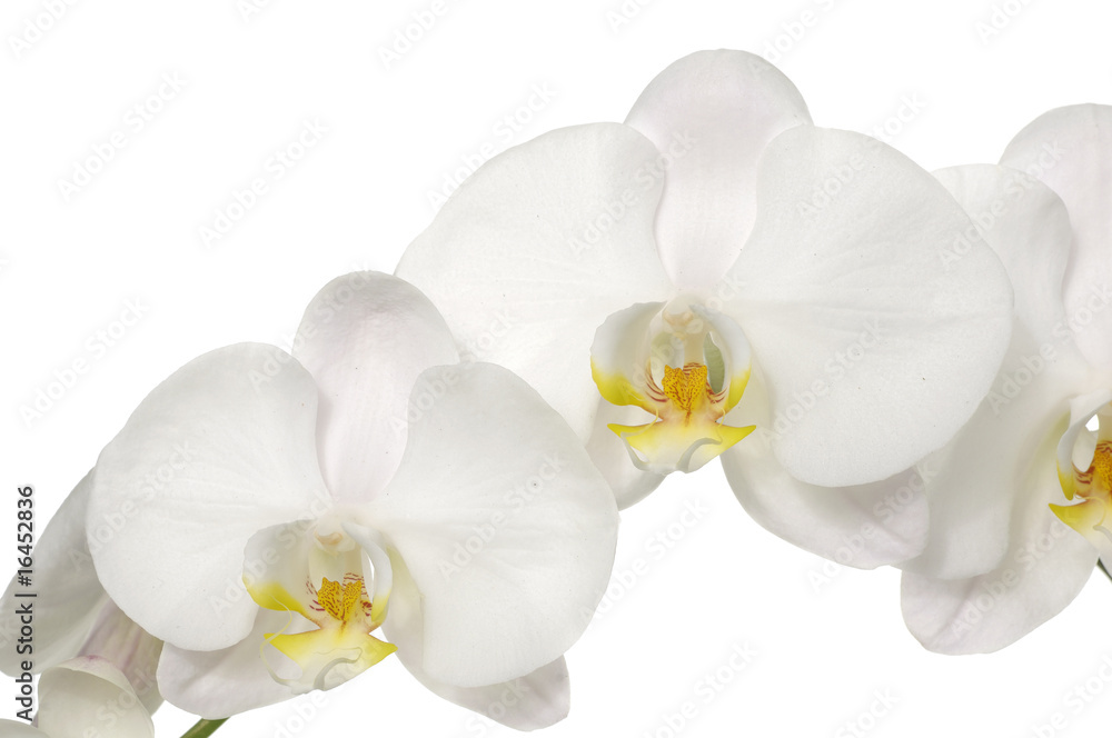 Macro of white orchid Macro of white orchid