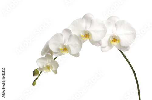 Fototapeta Naklejka Na Ścianę i Meble -  Tropical orchid