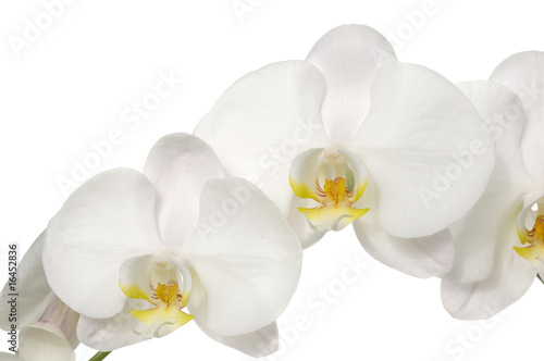 Macro of  white orchid