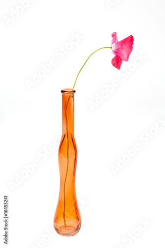 One red flower in a vase