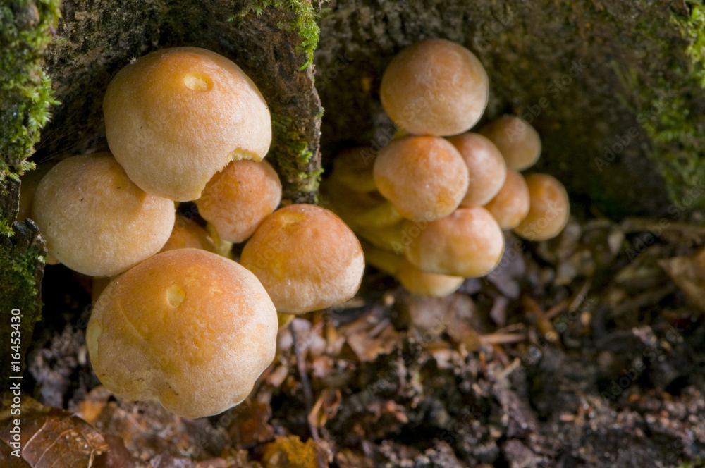 hypholome en touffe (hypholoma fasciculare) hypholome en touffe (hypholoma fasciculare)