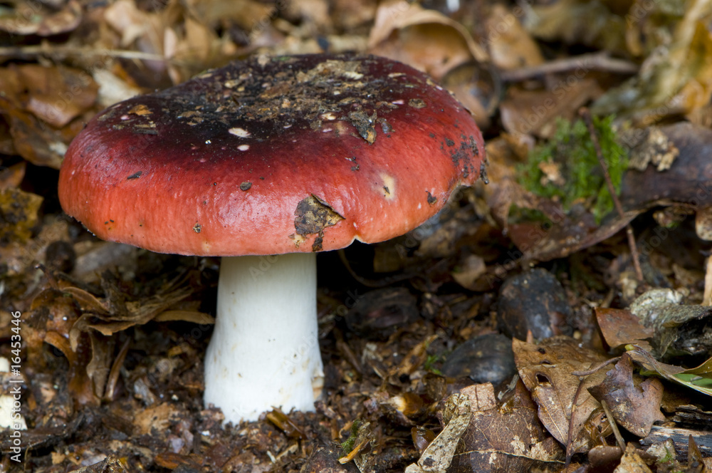 Russule du hêtre (russula fageticola) Russule du hêtre (russula fageticola)