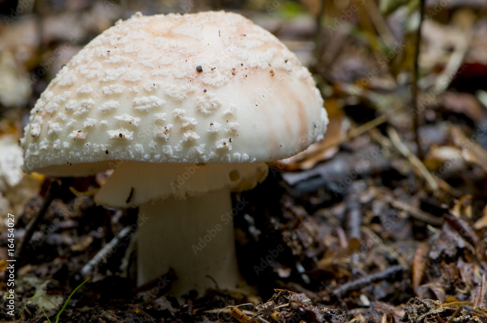 Fototapeta premium Amanite rougissante (Amanita rubescens)
