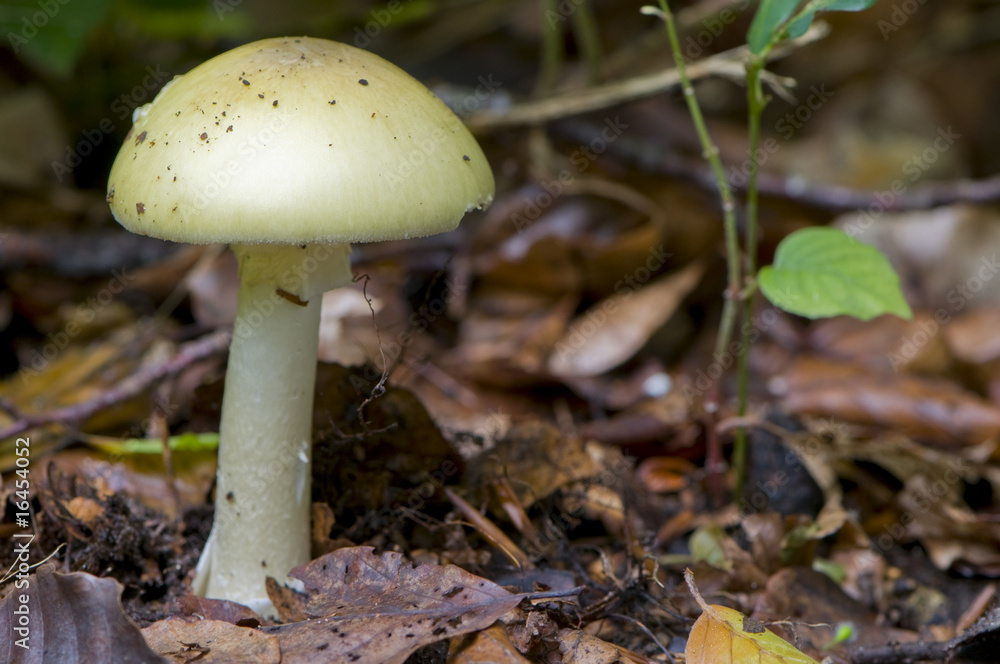 Amanite phalloïde (Amanita phalloides) Amanite phalloïde (Amanita phalloides)