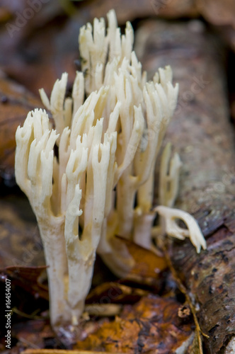 clavaire dressée (ramaria stricta)