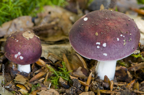фотографія russule brun-violet (russula brunneoviolacea)