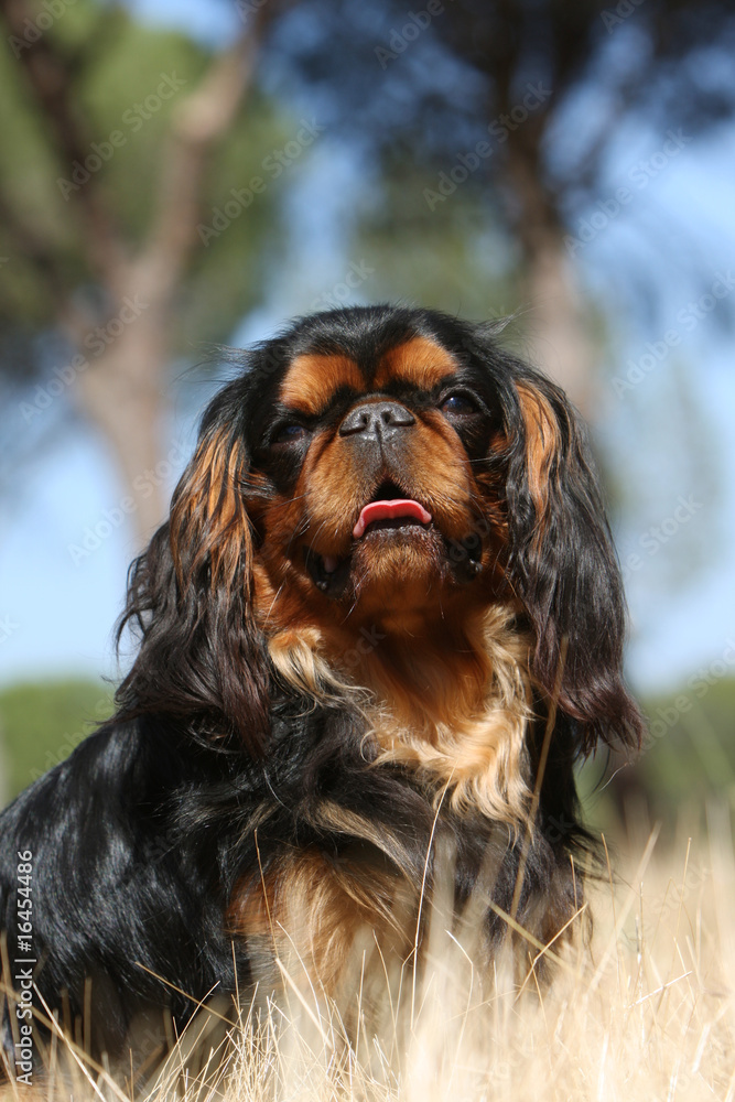 chien épagneul king charles assis de face au milieu des herbes chien épagneul king charles assis de face au milieu des herbes