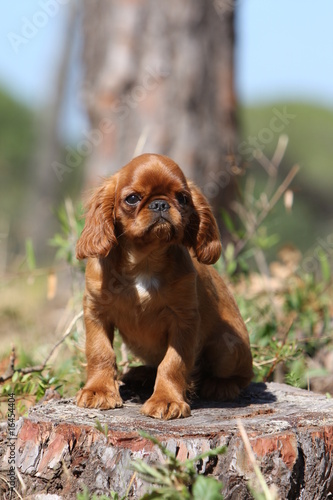 chiot épagneul king charles assis sur un arbre coupé