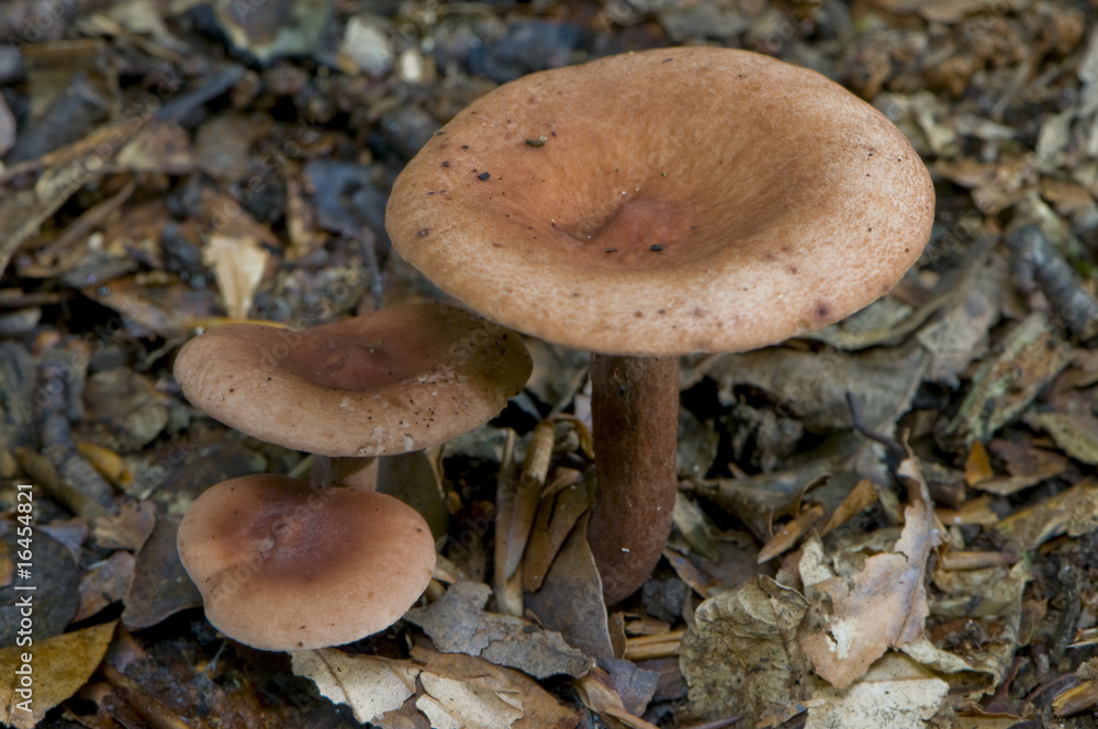 Lactaire tranquille (Lactarius quietus) Lactaire tranquille (Lactarius quietus)