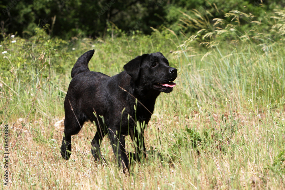 Labrador Retriever noir heureux courant en liberté Labrador Retriever noir heureux courant en liberté