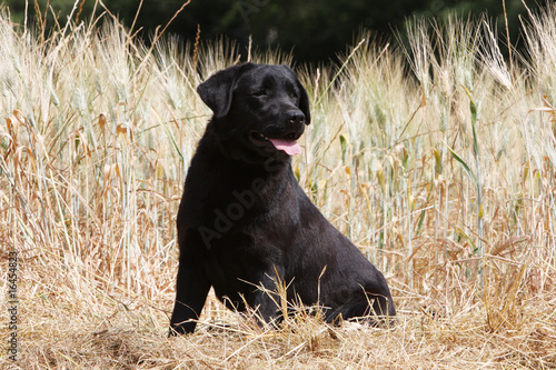 Labrador Retriever noir assis de côté à la campagne inquiet