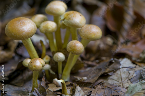 hypholome en touffe (hypholoma fasciculare) photo