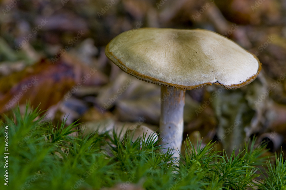 Cortinaire anormal (Cortinarius anomalus) Cortinaire anormal (Cortinarius anomalus)