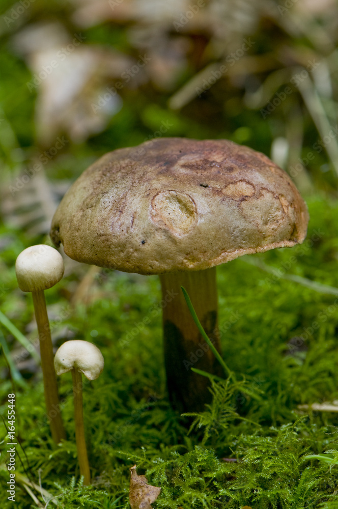 Bolet pulvérulent (Boletus pulverulentus) Bolet pulvérulent (Boletus pulverulentus)