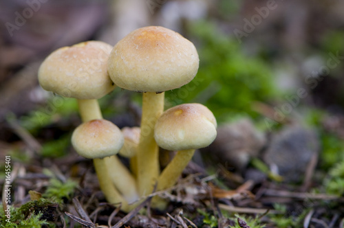 hypholome en touffe (hypholoma fasciculare)