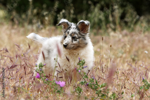 Photos chiot shetland bleu merle curieux dans les hautes herbes