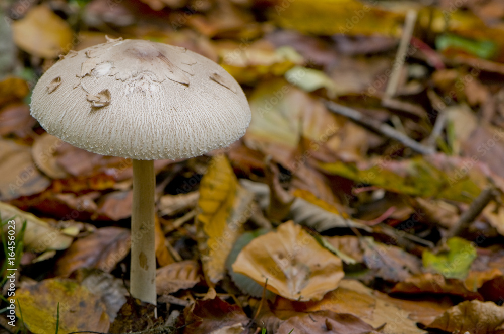 lépiote gracile (macrolepiota rickenii / macrolepiota gracilenta lépiote gracile (macrolepiota rickenii / macrolepiota gracilenta