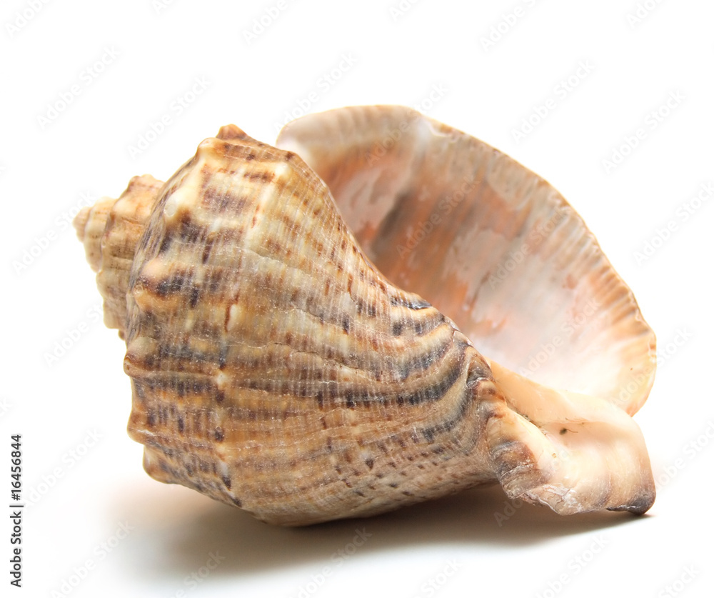 Sea shell